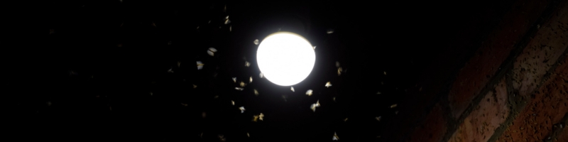 Pollution lumineuse - Un impact sur la biodiversité nocturne