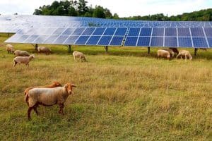 Agrivoltaïsme - produire de l’électricité sans sacrifier l’agriculture