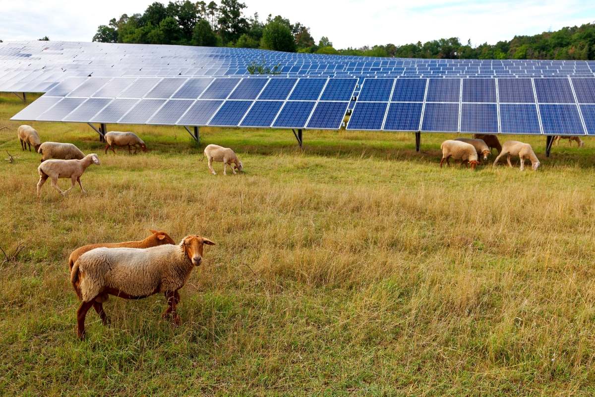 Agrivoltaïsme - produire de l’électricité sans sacrifier l’agriculture